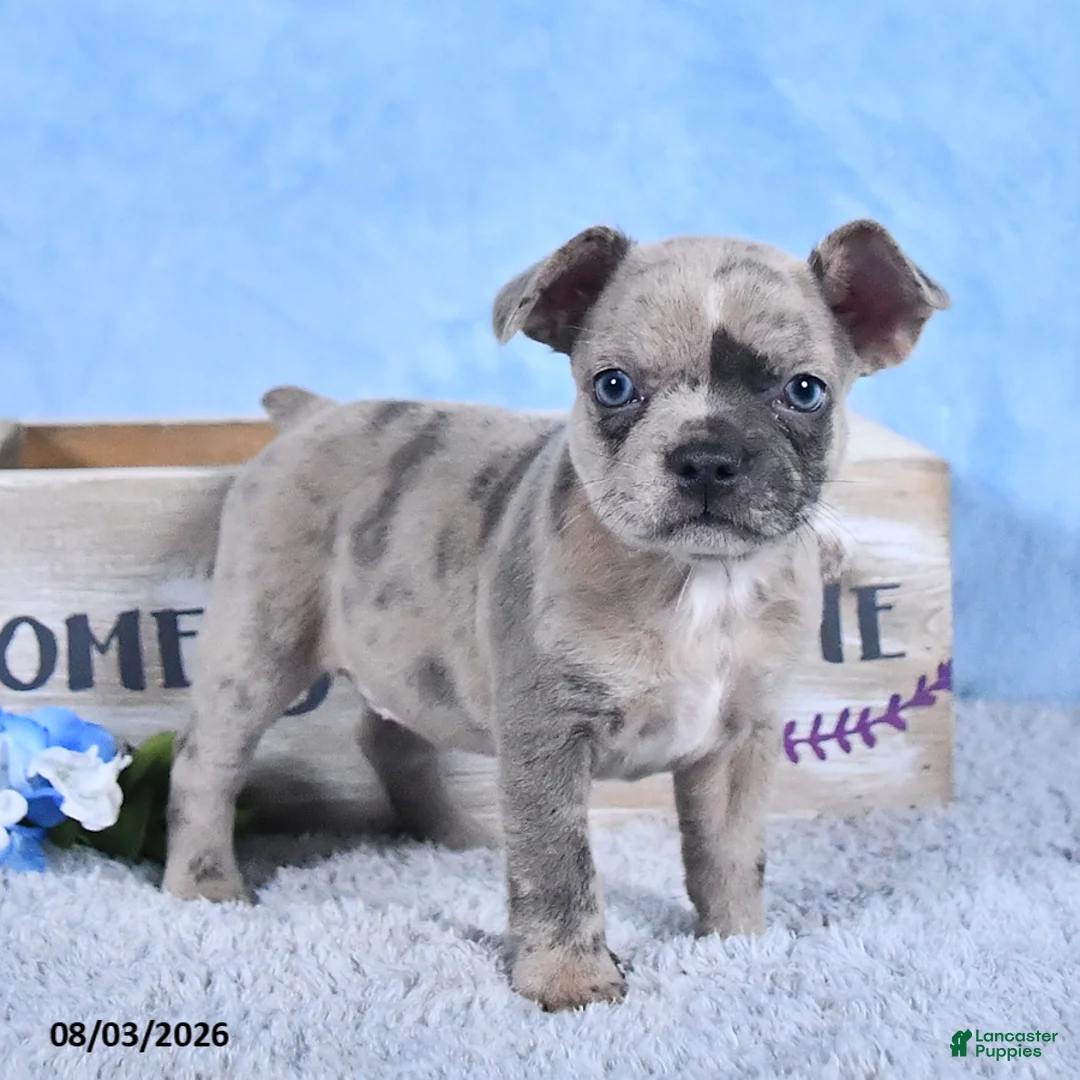 Frenchton dogs for sale: Luna  - Ad 2