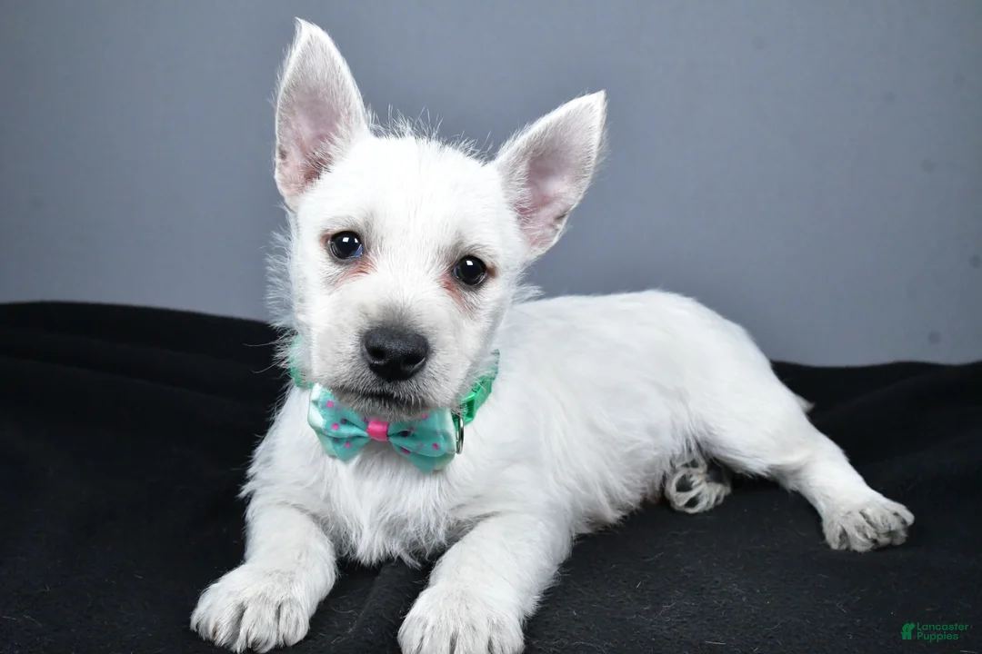 West Highland Terrier dogs for sale: Connor - Ad 1