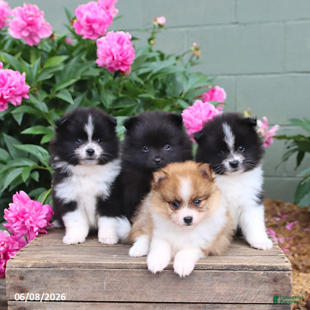 Pomeranian dogs for sale: Kubbie - Ad 2