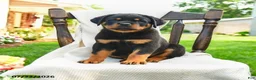Rottweiler dogs for sale: Samson - Ad 3