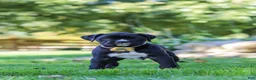 Boxer dogs for sale: Axel - Ad 6