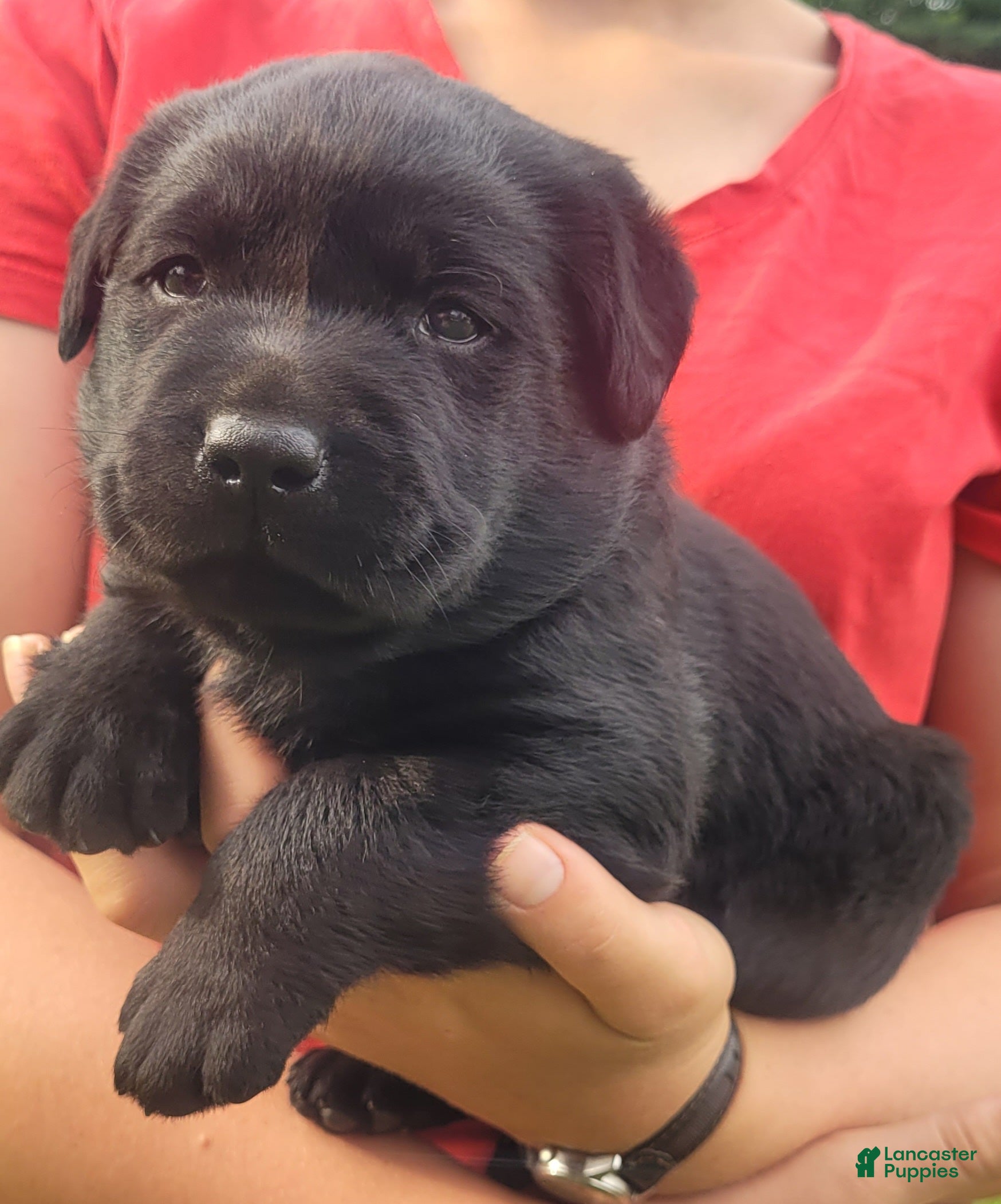 Labrador Retriever dogs Maverick  - Ad 2
