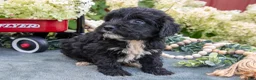 Miniature Schnauzer dogs for sale: Kingston - Ad 3