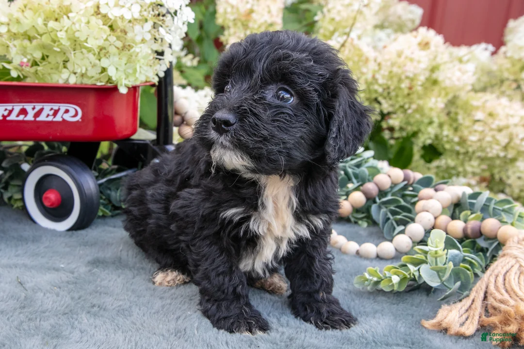 Miniature Schnauzer dogs for sale: Kingston - Ad 3