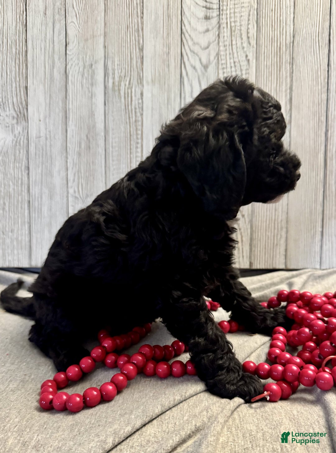 Mixed Breed dogs for sale: Darla - Ad 9