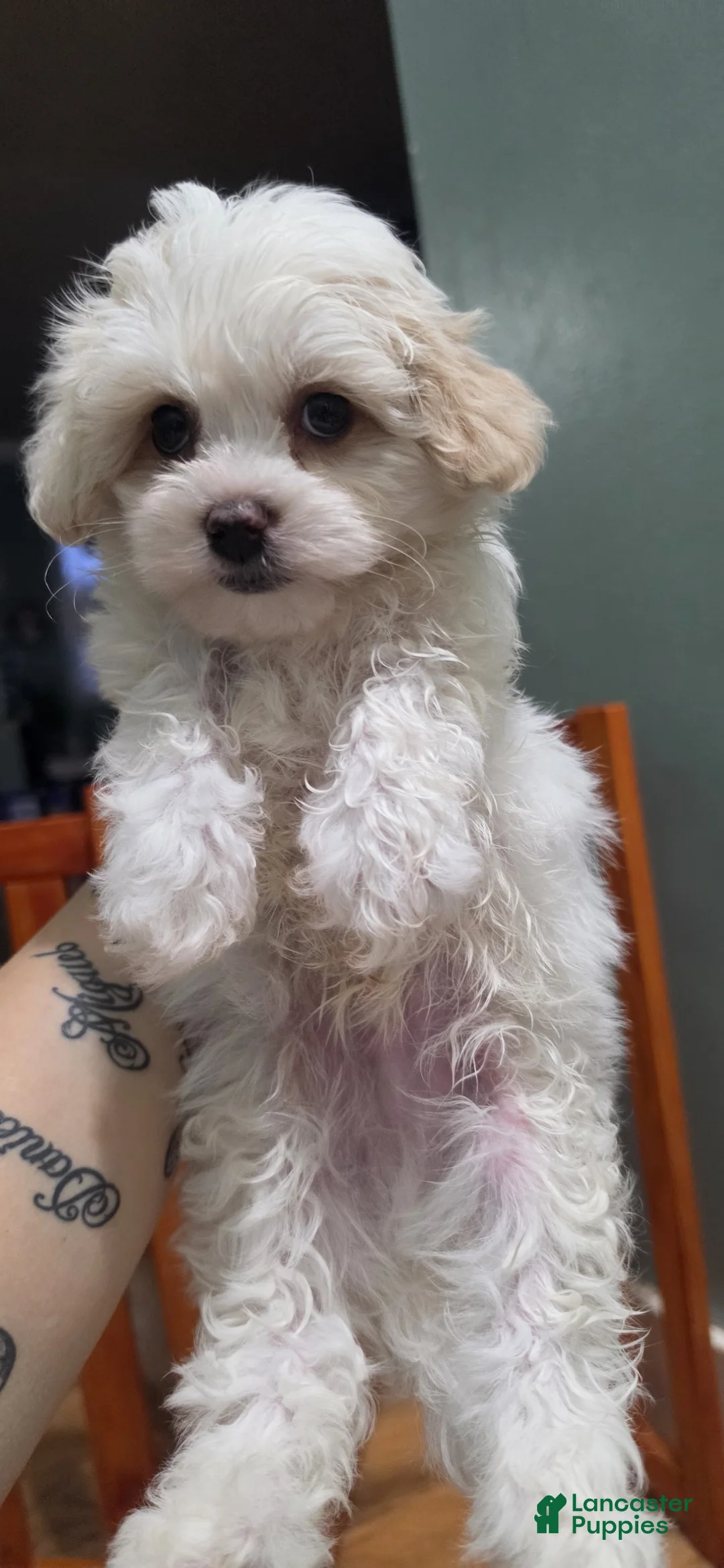 Maltese dogs for sale: Maltese Puppy 2 - Ad 1