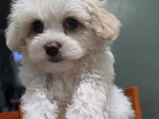 Maltese dogs Maltese Puppy 2 - Ad 34