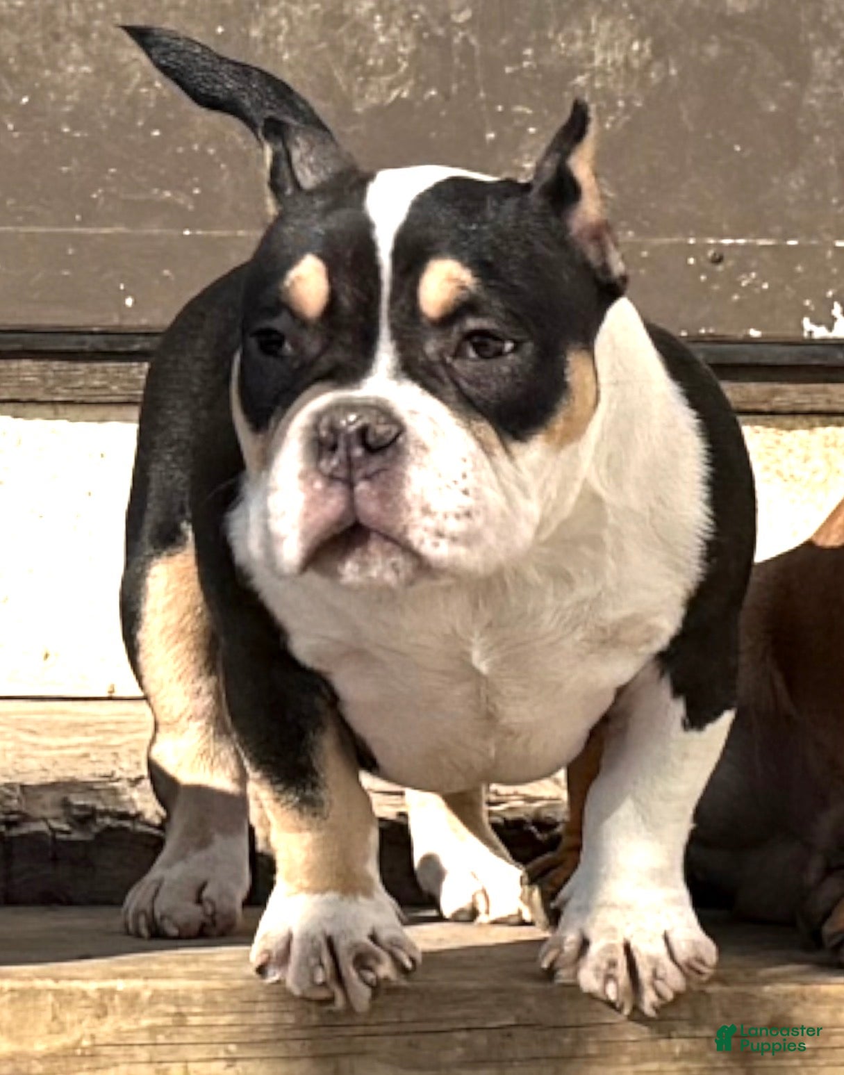 American Bully dogs Presley - Ad 1