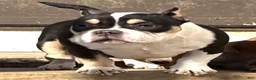 American Bully dogs for sale: Presley - Ad 1
