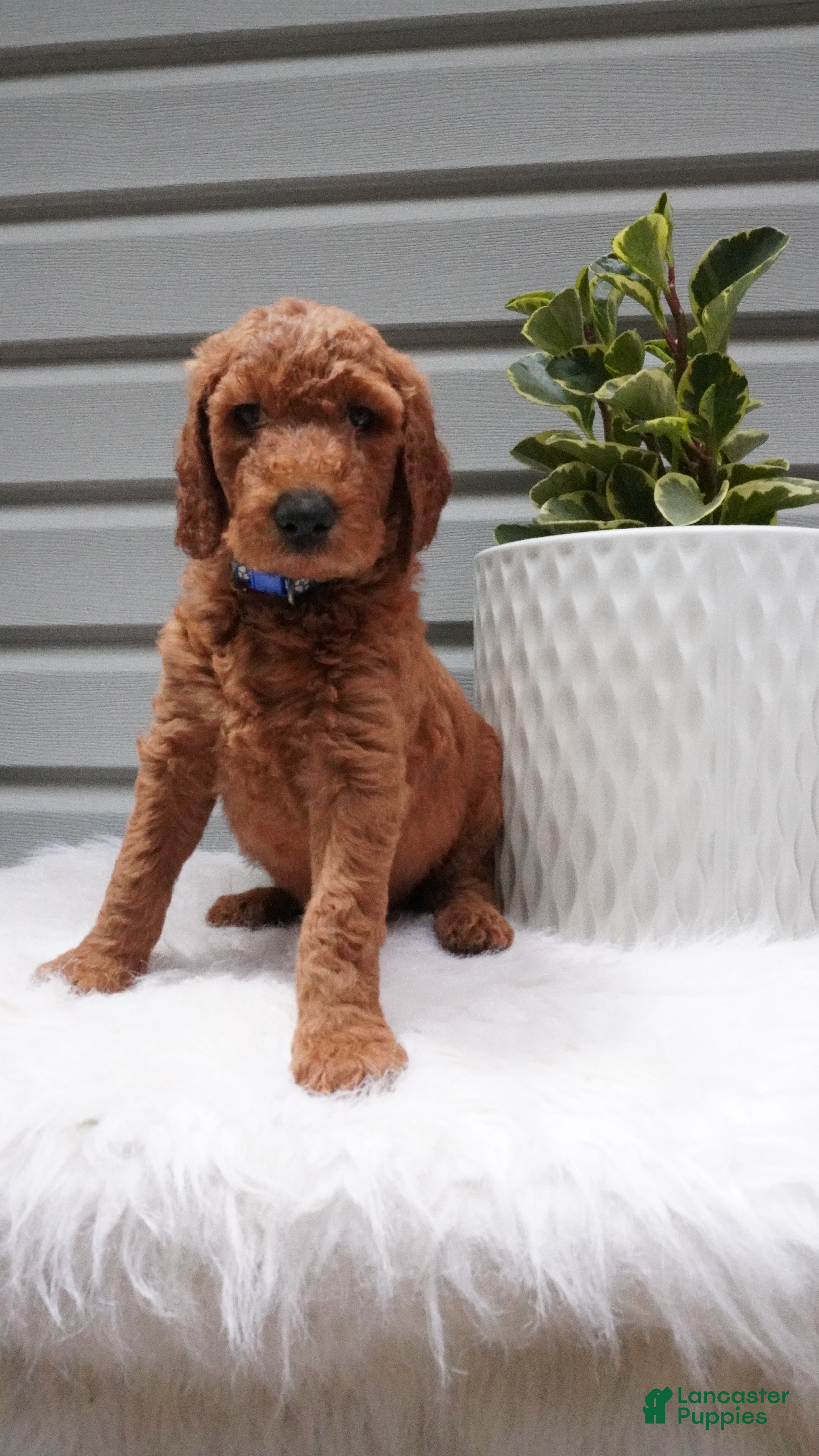 Goldendoodle dogs Darrington - Ad 2