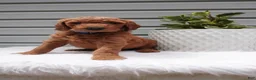 Goldendoodle dogs for sale: Darrington - Ad 2