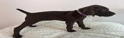 German Shorthaired Pointer dogs for sale: Faith - Ad 2