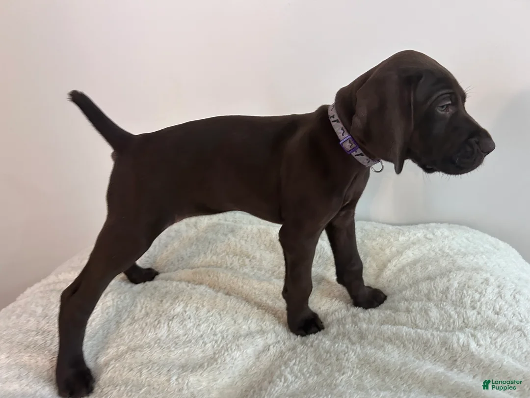 German Shorthaired Pointer dogs for sale: Faith - Ad 2
