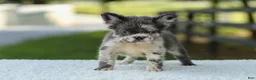 French Bulldog dogs for sale: Kendra - Ad 1