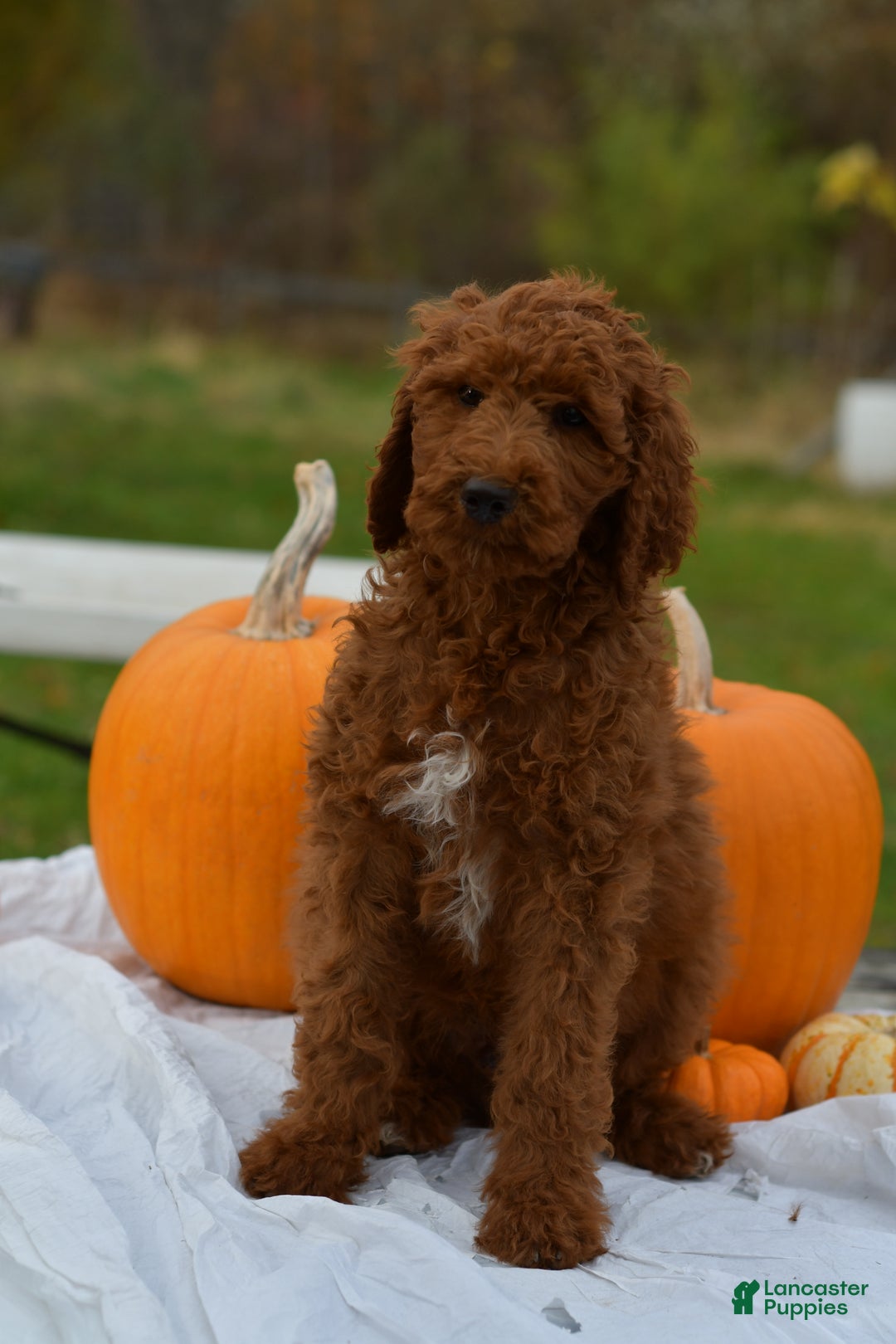 Standard Poodle dogs for sale: Clifford  - Ad 14