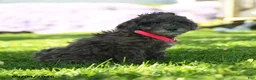 Mini Aussiedoodle dogs for sale: Parsnip - Ad 3