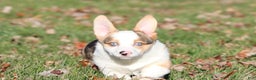 Welsh Corgi Pembroke dogs for sale: Rocky Roads - Ad 1