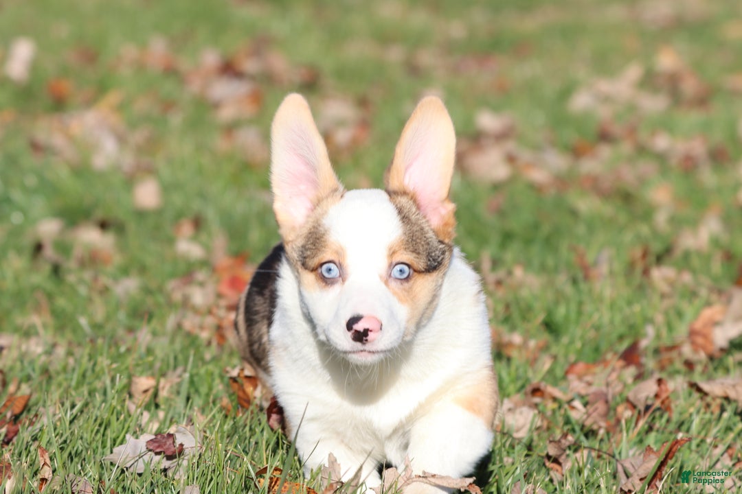 Welsh Corgi Pembroke dogs for sale: Rocky Roads - Ad 1