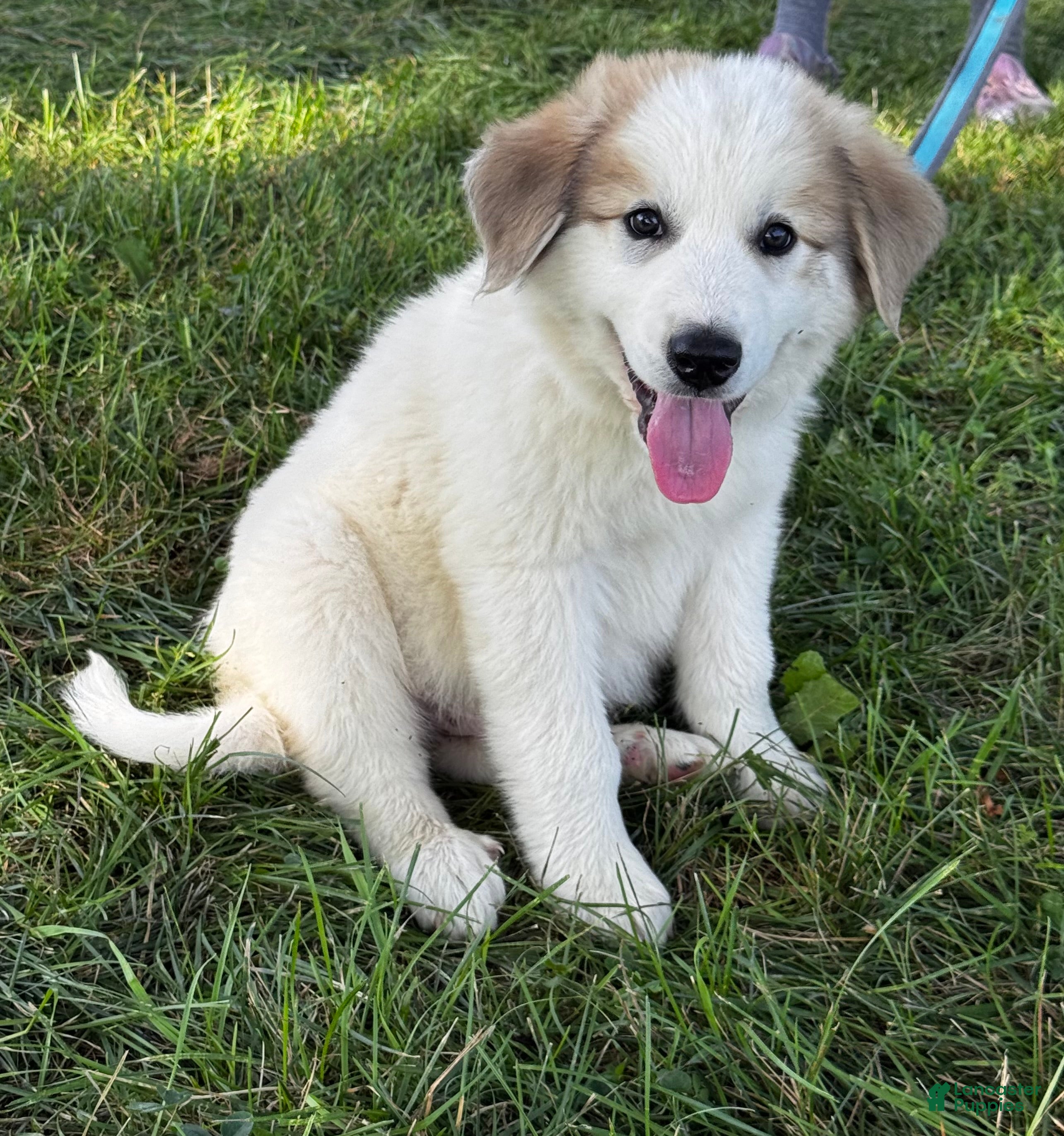 Great Pyrenees dogs George - Ad 2