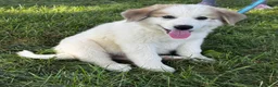 Great Pyrenees dogs for sale: George - Ad 2