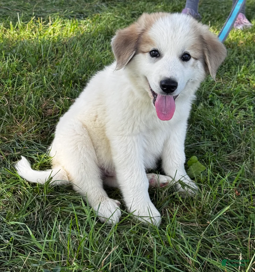 Great Pyrenees dogs for sale: George - Ad 2