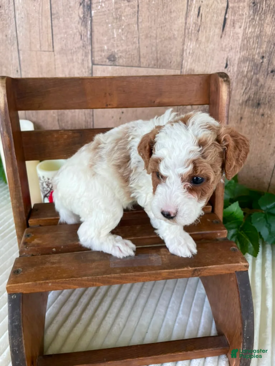 Mini Goldendoodle dogs for sale: Mr. Whistler - Ad 2