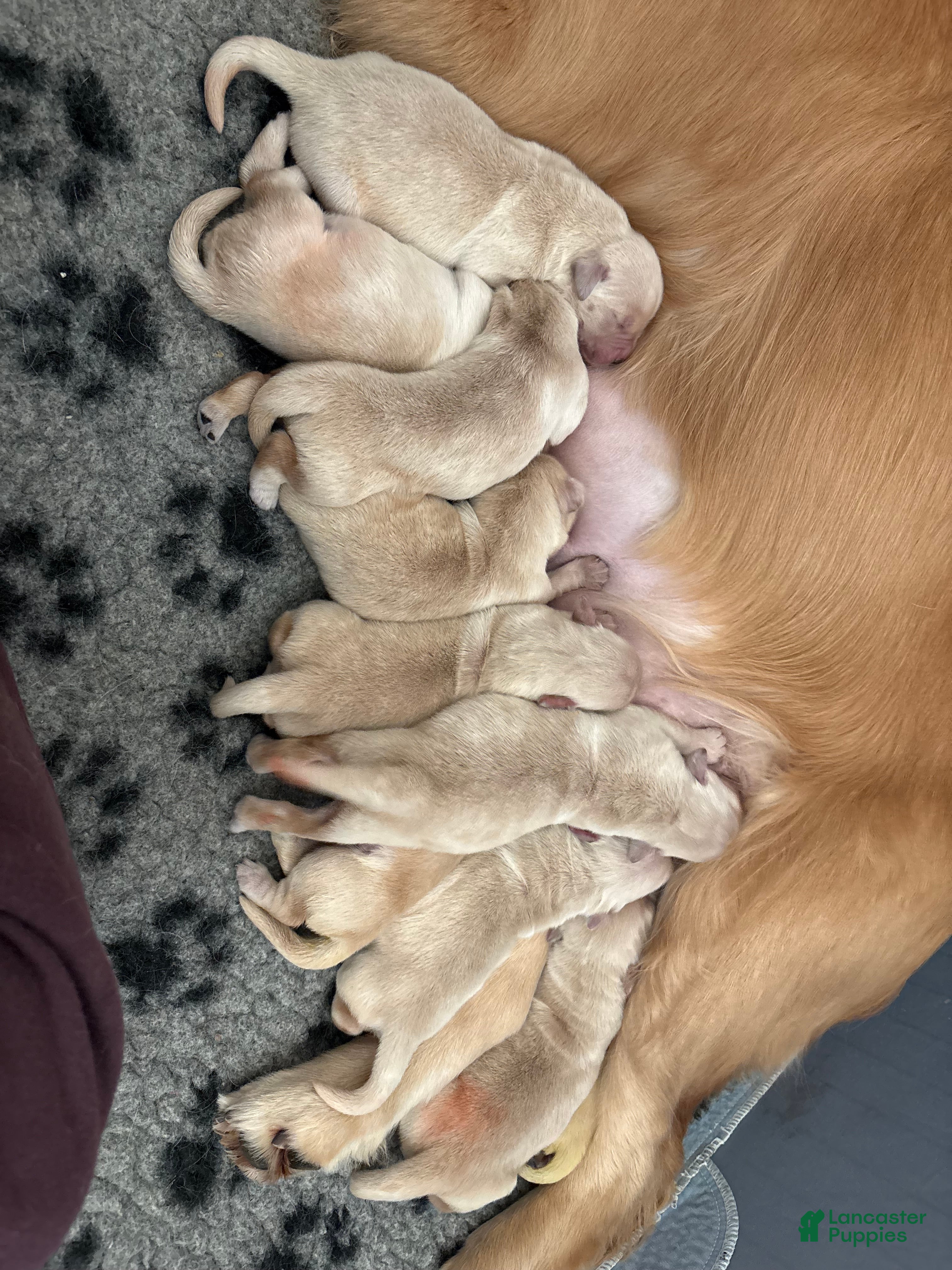 Golden Retriever dogs Golden Retriever Puppy 1 - Ad 2