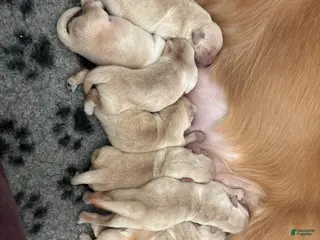 Golden Retriever dogs Golden Retriever Puppy 1 - Ad 1