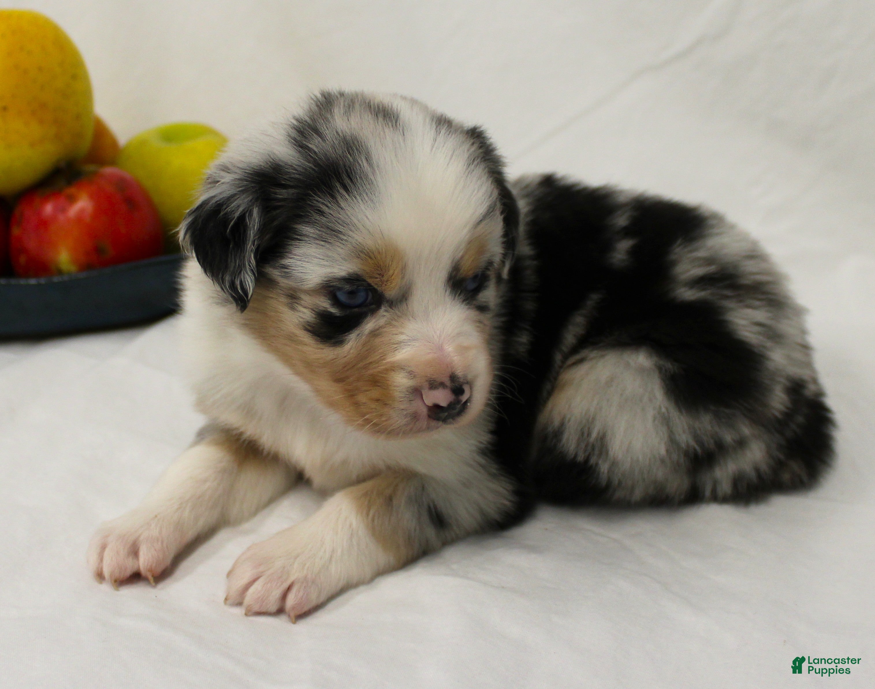 Australian Shepherd dogs Surprise - Ad 1