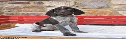 German Shorthaired Pointer dogs for sale: Pepper - Ad 3