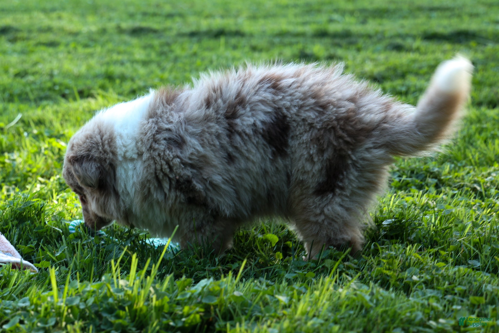 Miniature Australian Shepherd dogs LEO [ new pictures ] - Ad 2