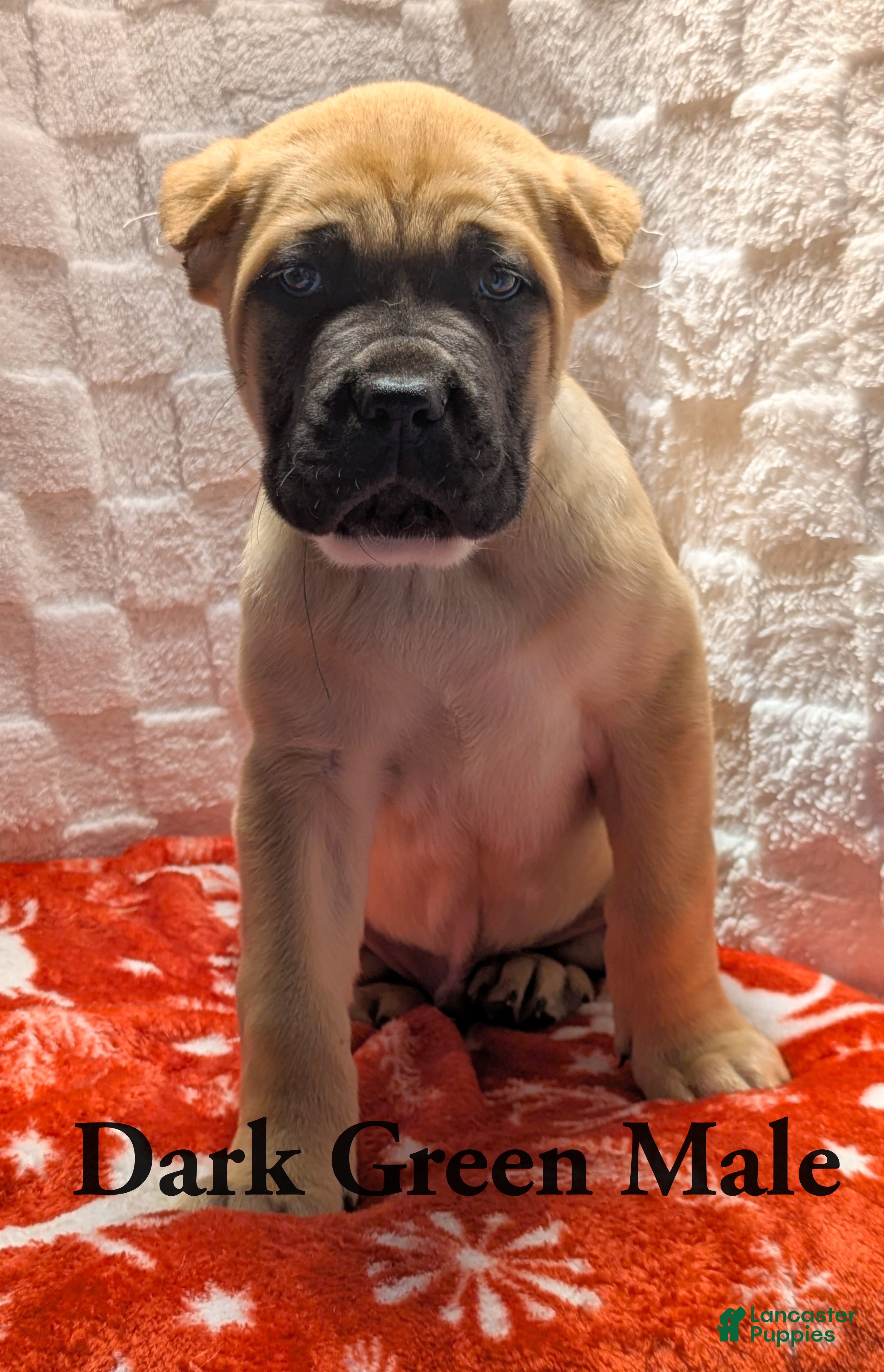 Cane Corso dogs Dark Green - Ad 18