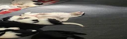 Mixed Breed dogs for sale: Fifi - Ad 14
