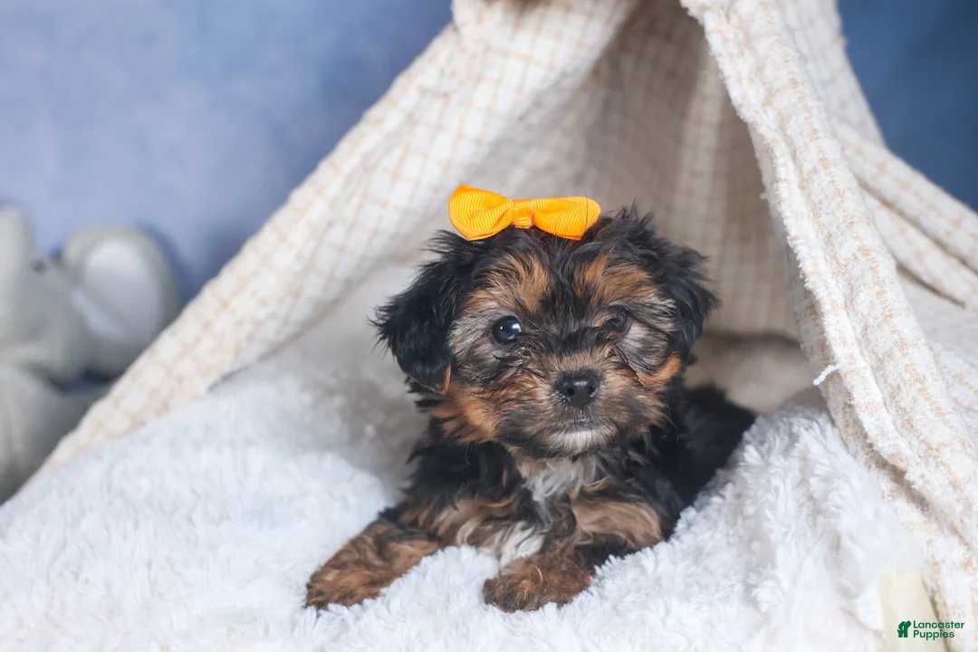 Yorkiepoo dogs for sale: JACK - Ad 10