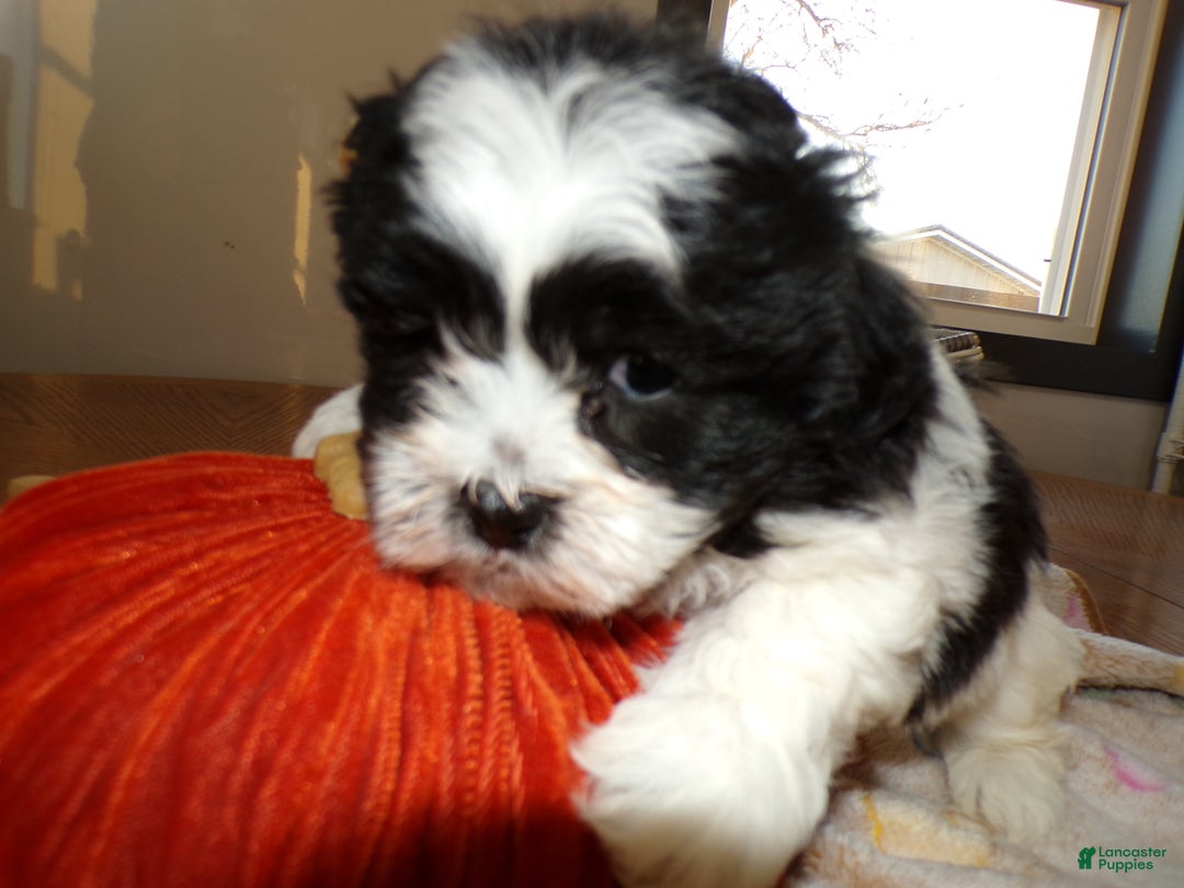 Teddy Bear dogs for sale: Teddy Bear Puppy 4 Leonardo - Ad 2