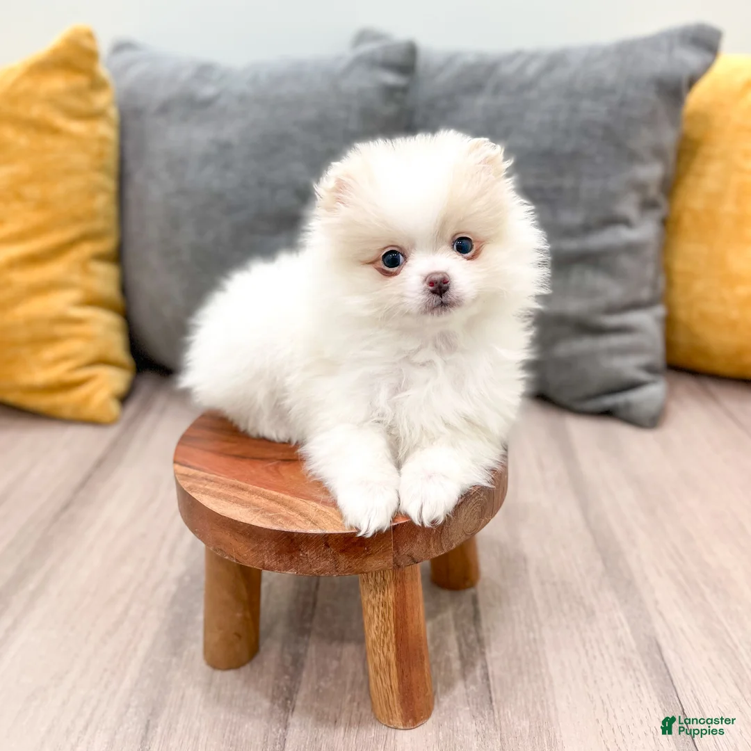 Pomeranian dogs for sale: Muffin - Ad 2