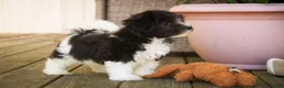 Havanese dogs for sale: Apollo Havanese  - Ad 4
