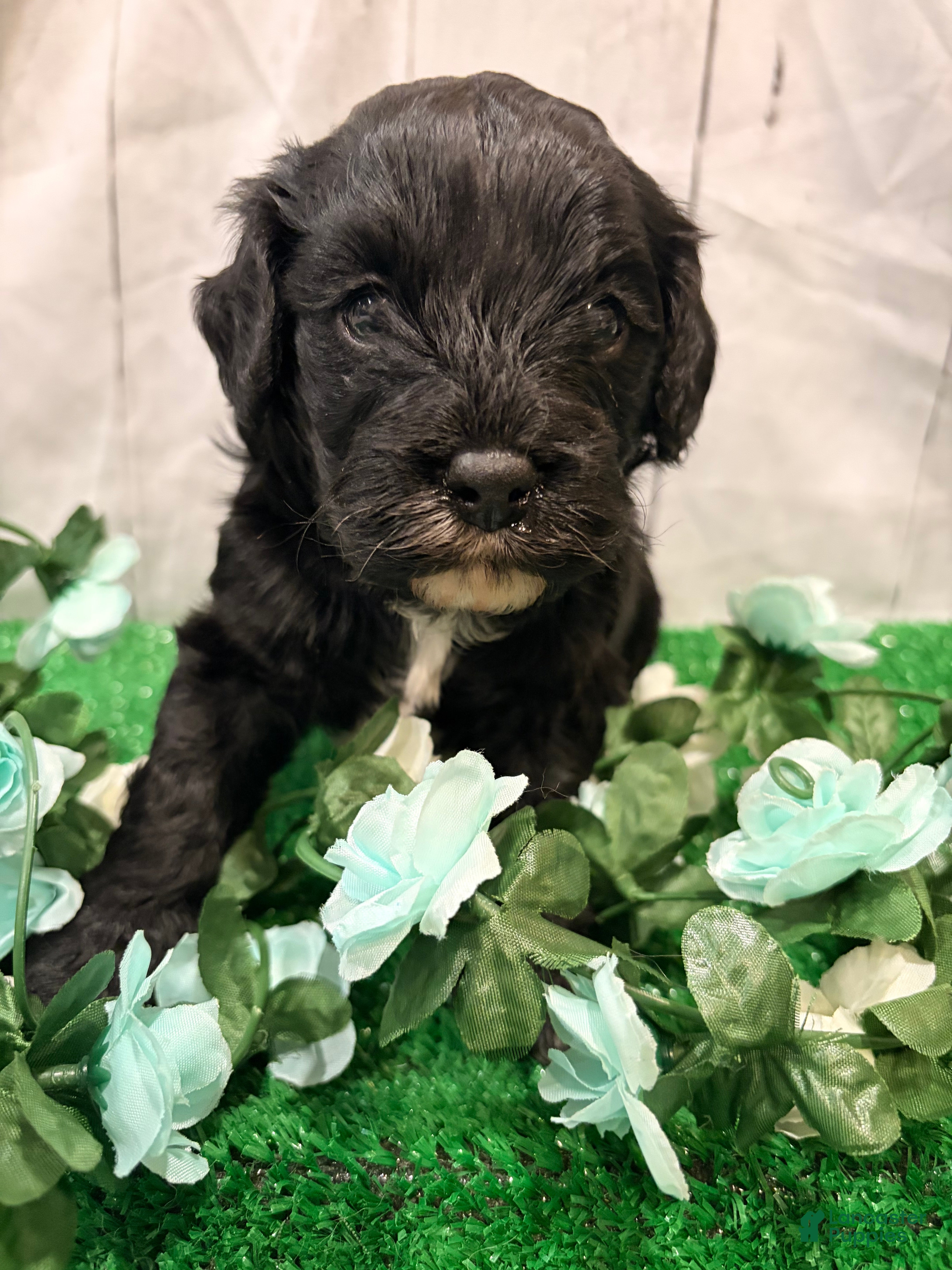 Cavapoo dogs Ricky - Ad 2