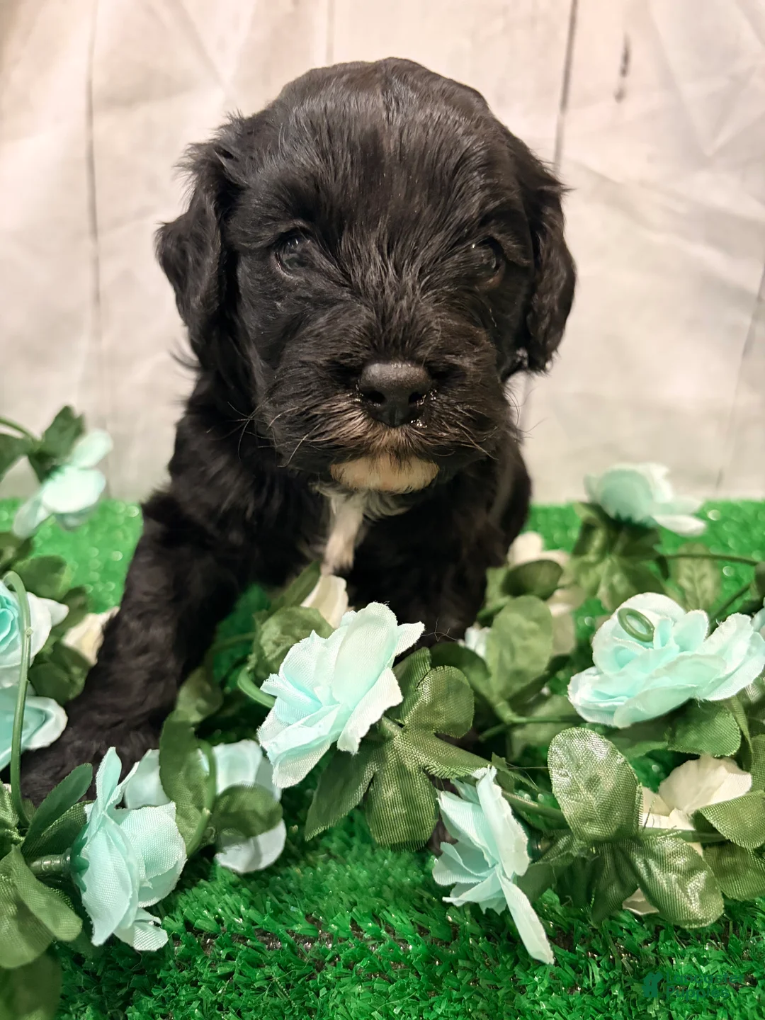 Cavapoo dogs for sale: Ricky - Ad 2