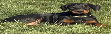 Doberman Pinscher Puppy 2