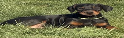 Doberman Pinscher dogs for sale: Doberman Pinscher Puppy 2 - Ad 1