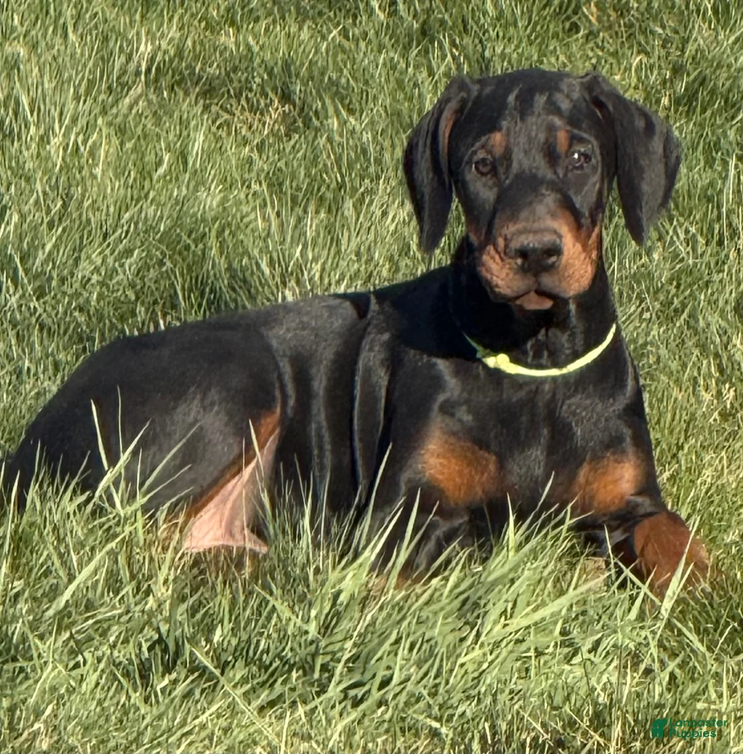 Doberman Pinscher dogs for sale: Doberman Pinscher Puppy 2 - Ad 1