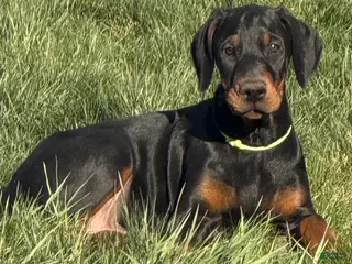 Doberman Pinscher dogs for sale: Doberman Pinscher Puppy 2 - Ad 1