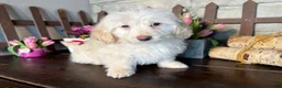 Labradoodle dogs for sale: Kyle (Boy) - Ad 7
