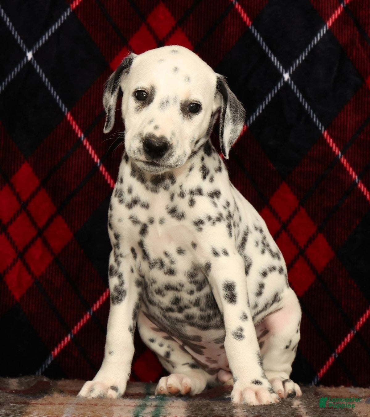 Dalmatian dogs Dolly - Ad 1