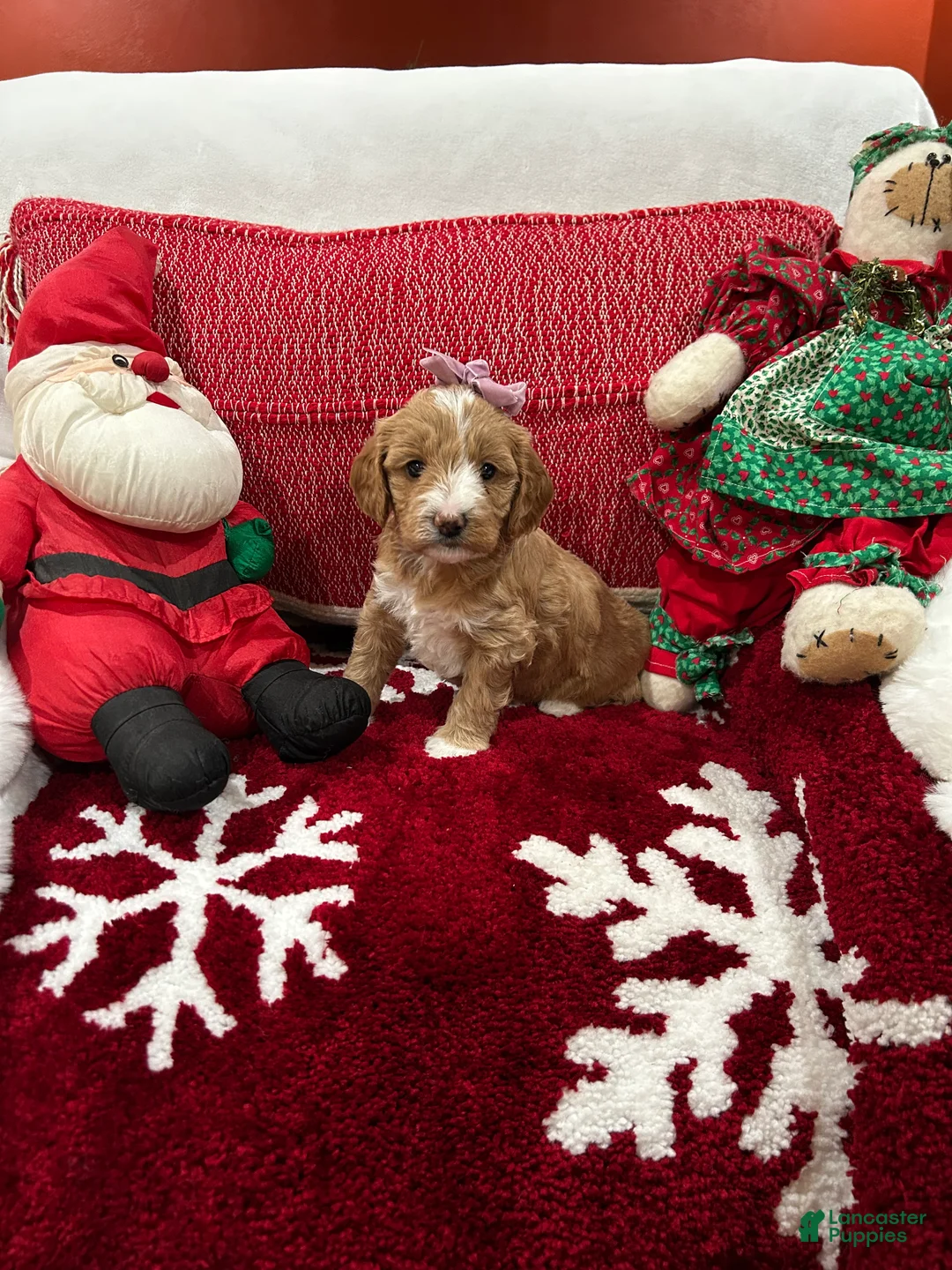 Mini Goldendoodle dogs for sale: Petite Mini Goldendoodle Sadie - Ad 1