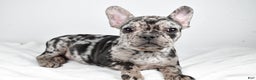 French Bulldog dogs for sale: Sandy - Ad 5