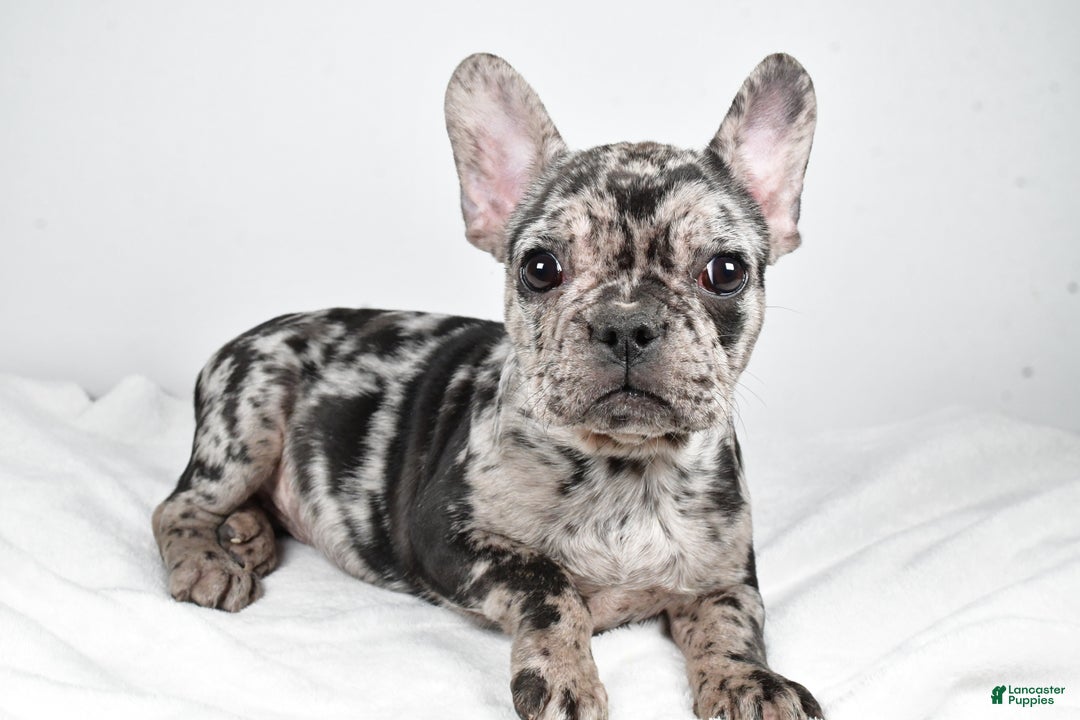 French Bulldog dogs for sale: Sandy - Ad 5