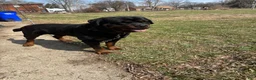 Rottweiler dogs for sale: Rottweiler 1 - Ad 20
