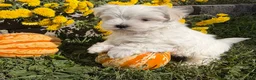 Maltese dogs for sale: Cooper - Ad 4